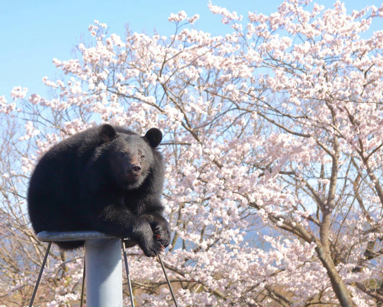 超特割！【最大12％割引】阿蘇カドリー・ドミニオン　入園券　2024/12～