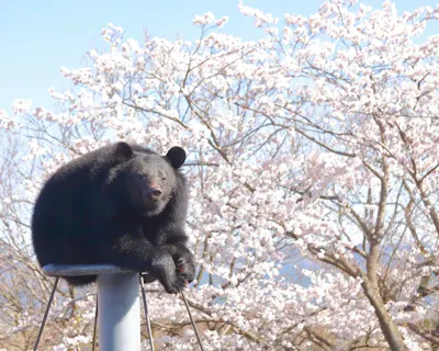 超特割！【最大26％割引】阿蘇カドリー・ドミニオン　入園券　2026/4～