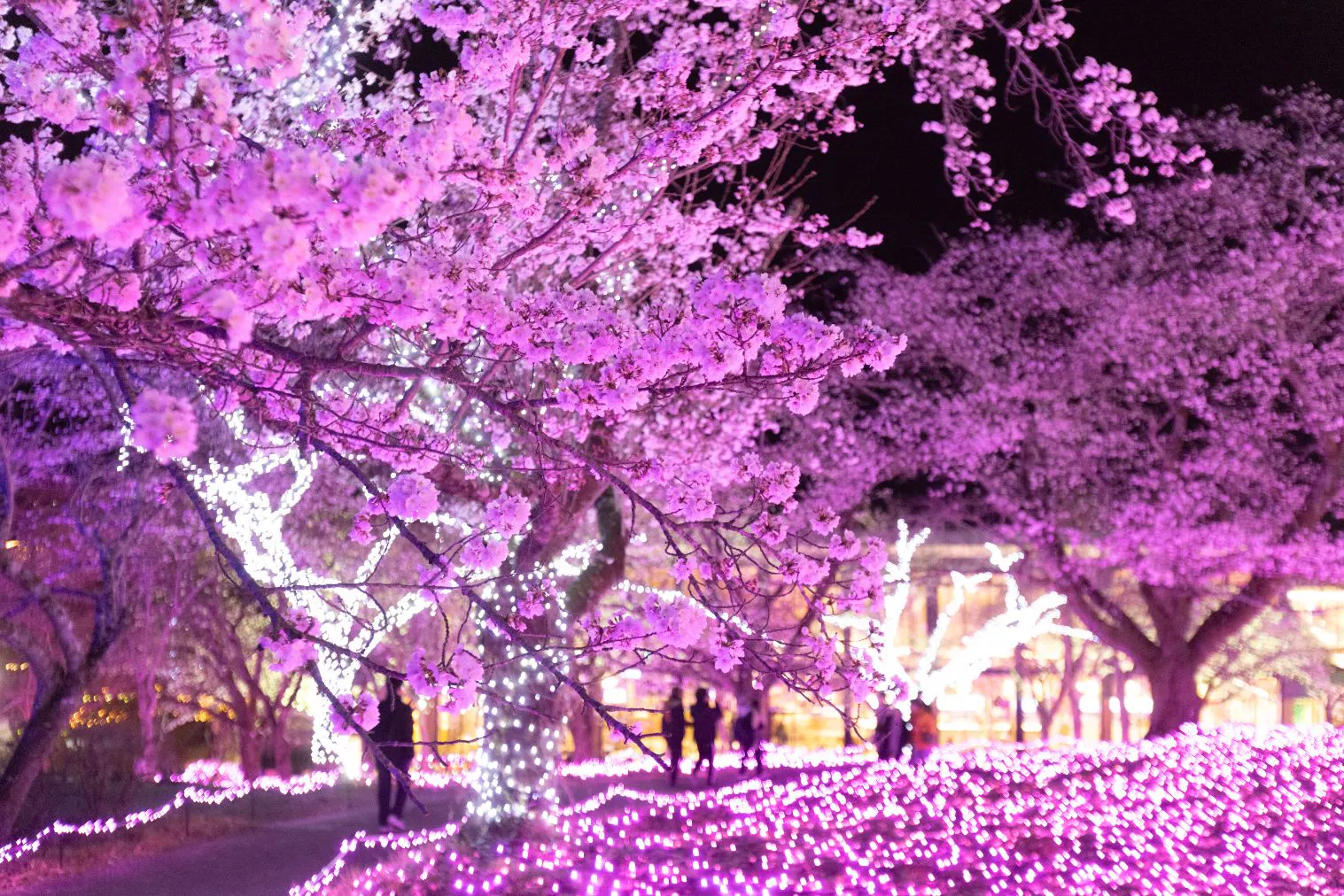 さがみ湖MORI MORIナイトフリーパス※14時～入園＋乗り物乗り放題