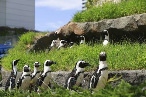 東京 おすすめ水族館まとめ 割引クーポンあり アソビュー