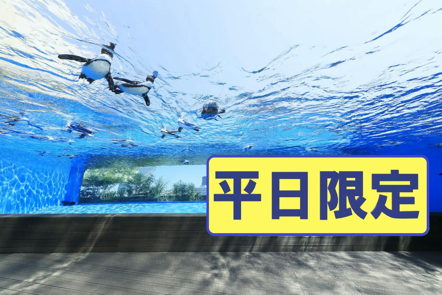 超特割！【平日限定・100円割引】サンシャイン水族館　WEBチケット（※土日祝・特定日は利用不可）