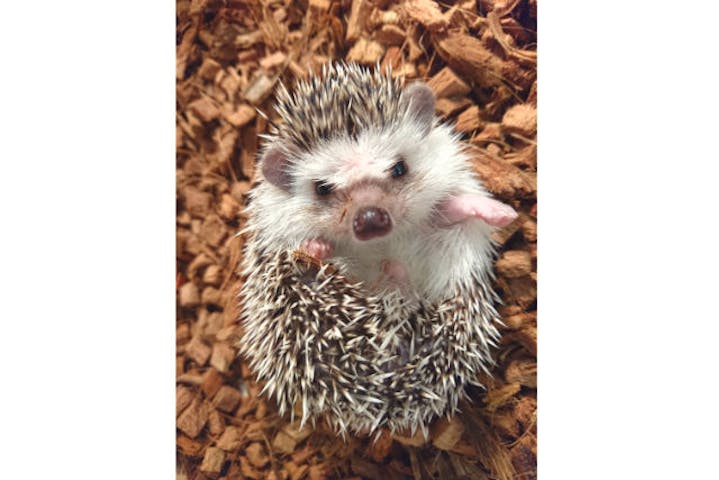 全国 動物カフェ 比較 予約 東京 千葉 愛知など アソビュー