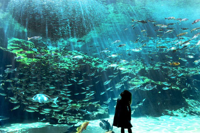 九十九島水族館海きらら｜割引チケット・クーポンならアソビュー！