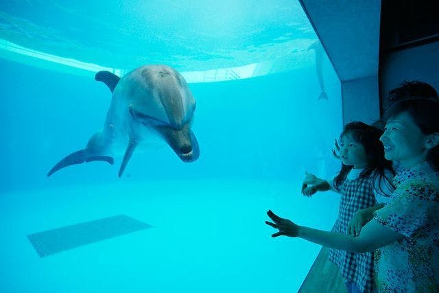 九十九島水族館海きらら WEB チケット【窓口に並ばず入場可能】 - 九十