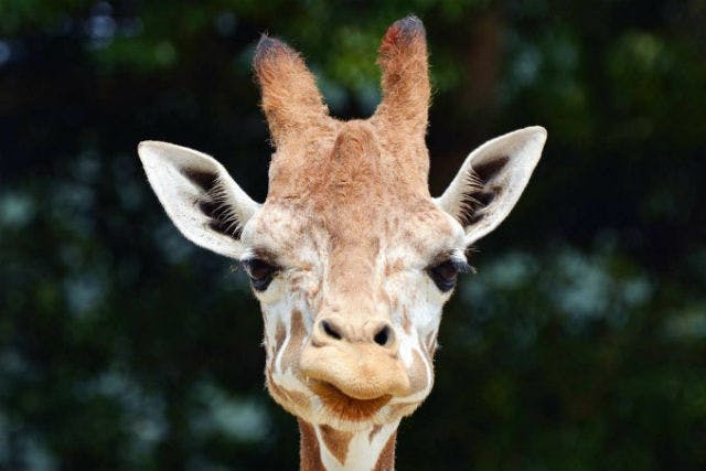 九十九島動植物園森きらら｜割引チケット・クーポンならアソビュー！