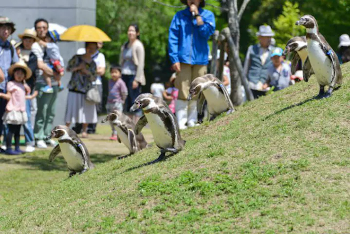 12 割引 九十九島動植物園森きらら 割引チケット クーポンならアソビュー