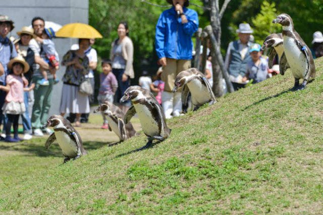 西海国立公園九十九島動植物園 森きらら 入園招待券 ２枚セット - 動物園