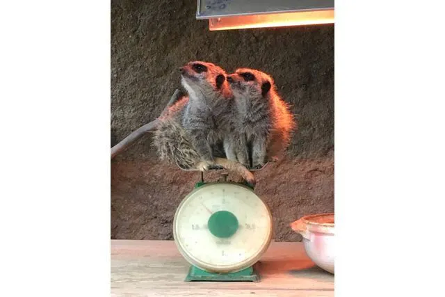 九十九島動植物園森きらら WEBチケット - 九十九島動植物園森きらら