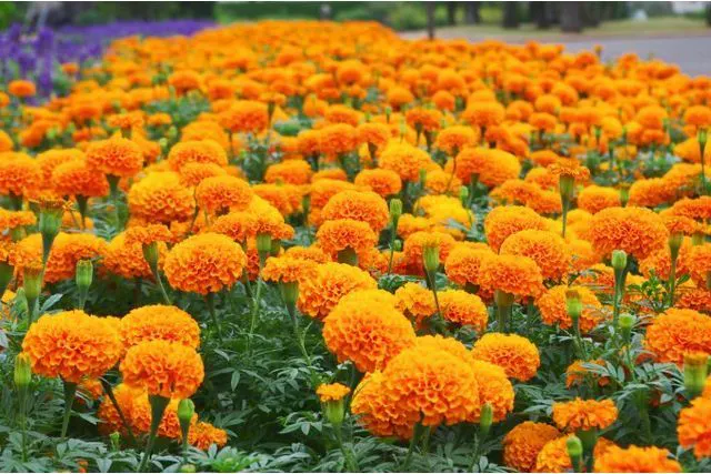 九十九島動植物園森きらら WEBチケット - 九十九島動植物園森きらら