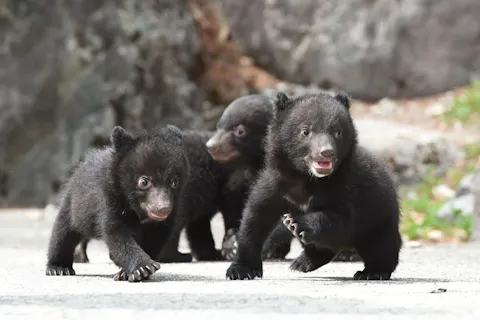 超特割！【10%割引】熊の可愛いアピールがたまらない！奥飛騨クマ牧場　入場チケット（熊のエサ付）