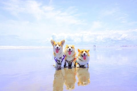 【愛犬×貸切温泉 60分利用クーポン】何名様でも値段は同じ！