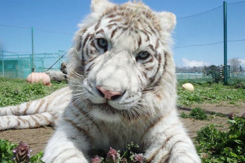 岩手の遊園地 テーマパーク 公園 一覧 遊び予約 レジャークーポン アソビュー