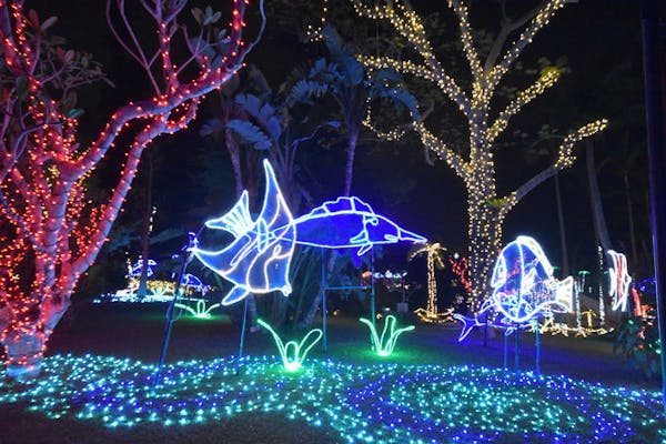 夜の部 東南植物楽園 沖縄南国イルミネーション 21 22 アソビュー