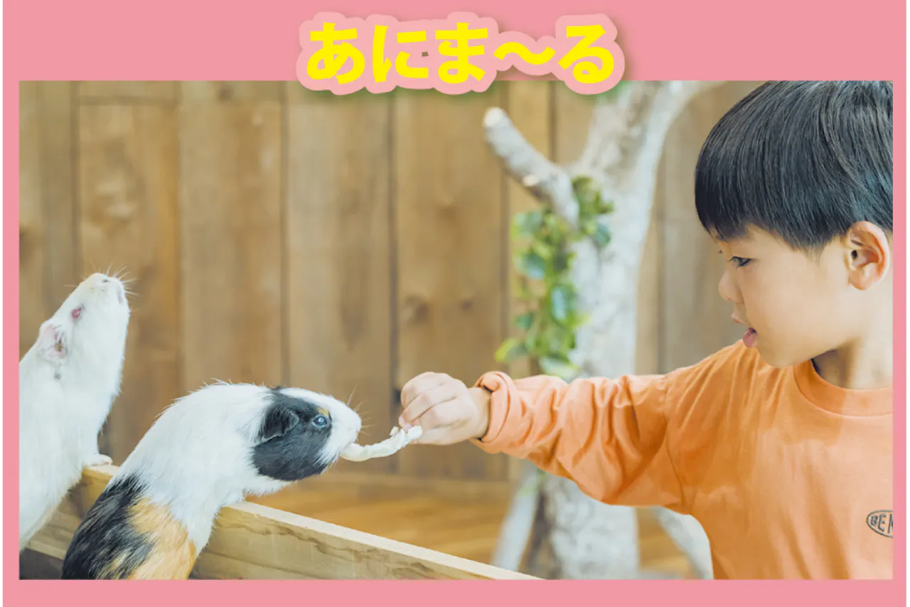 入園券＋せかいの昆虫展＋あにま～る入場券付きセットプラン｜アソビュー！