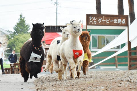 長野 おすすめ動物園一覧 割引クーポン情報 アソビュー