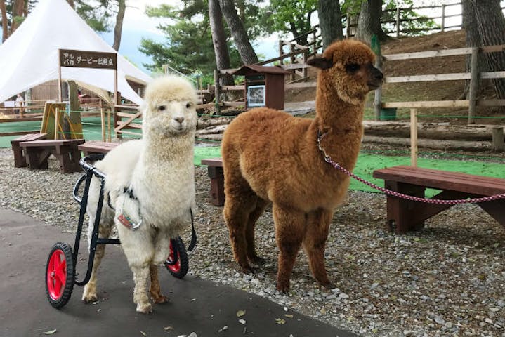 50円割引 八ヶ岳アルパカ牧場 クーポン 入園 ソフトクリーム割引 アソビュー