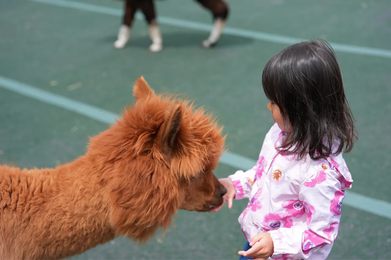 八ヶ岳アルパカ牧場 入園クーポン（+ソフトクリーム50円引）