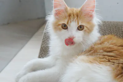 100円割引 Moff Animal Cafe 水戸オーパ店 お得な特典付き利用券 アソビュー