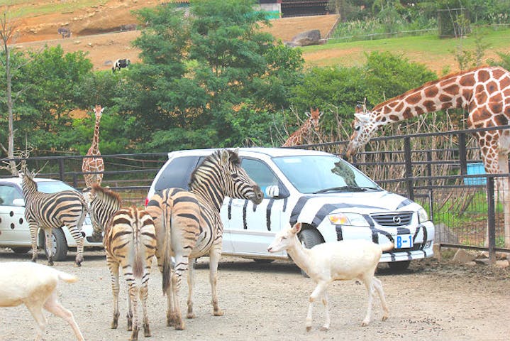 10 割引 東北サファリパーク 割引チケット クーポンならアソビュー