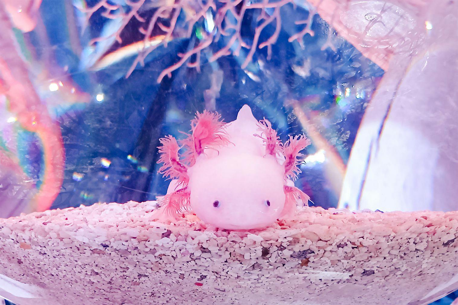 アソビュー！限定】ひらかたパーク 入園券+ウインターカーニバル入場券