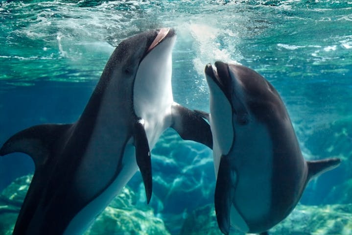 海遊館 ネット予約ならアソビュー