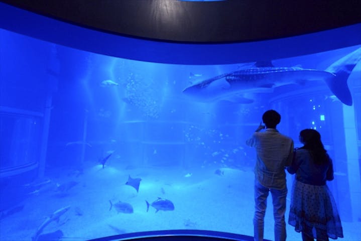 海遊館 ネット予約ならアソビュー 海遊館 ネット予約ならアソビュー