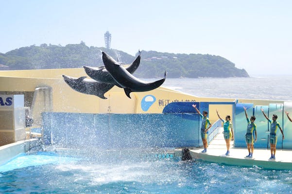 おまけ付き 江ノ島水族館限定 ソフビ 3点セット おまけ付き 江ノ島