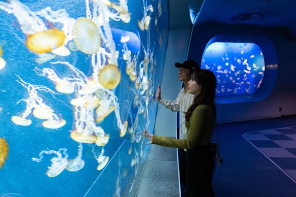 5%割引クーポン】新江ノ島水族館の前売りチケット・割引情報