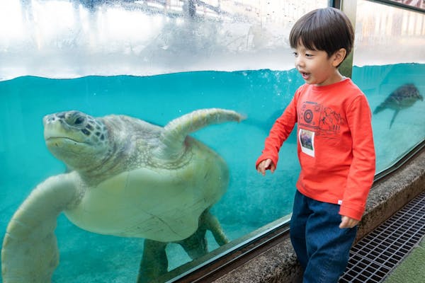 新江ノ島水族館の前売りチケット・割引情報 - アソビュー！