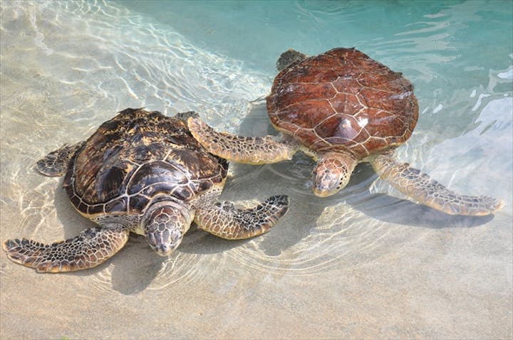 新江ノ島水族館 割引チケット クーポンならアソビュー