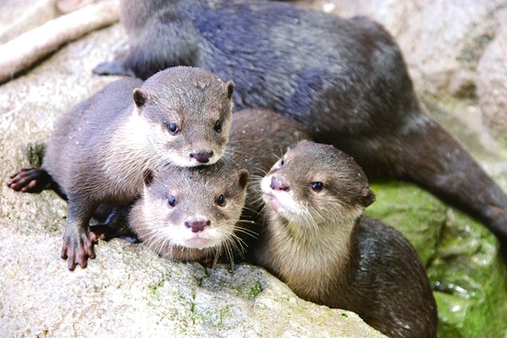 新江ノ島水族館 割引チケット クーポンならアソビュー