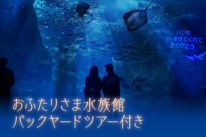 2月13日 日 おふたりさま水族館 イルカのバックヤードツアー付きペアチケット アソビュー