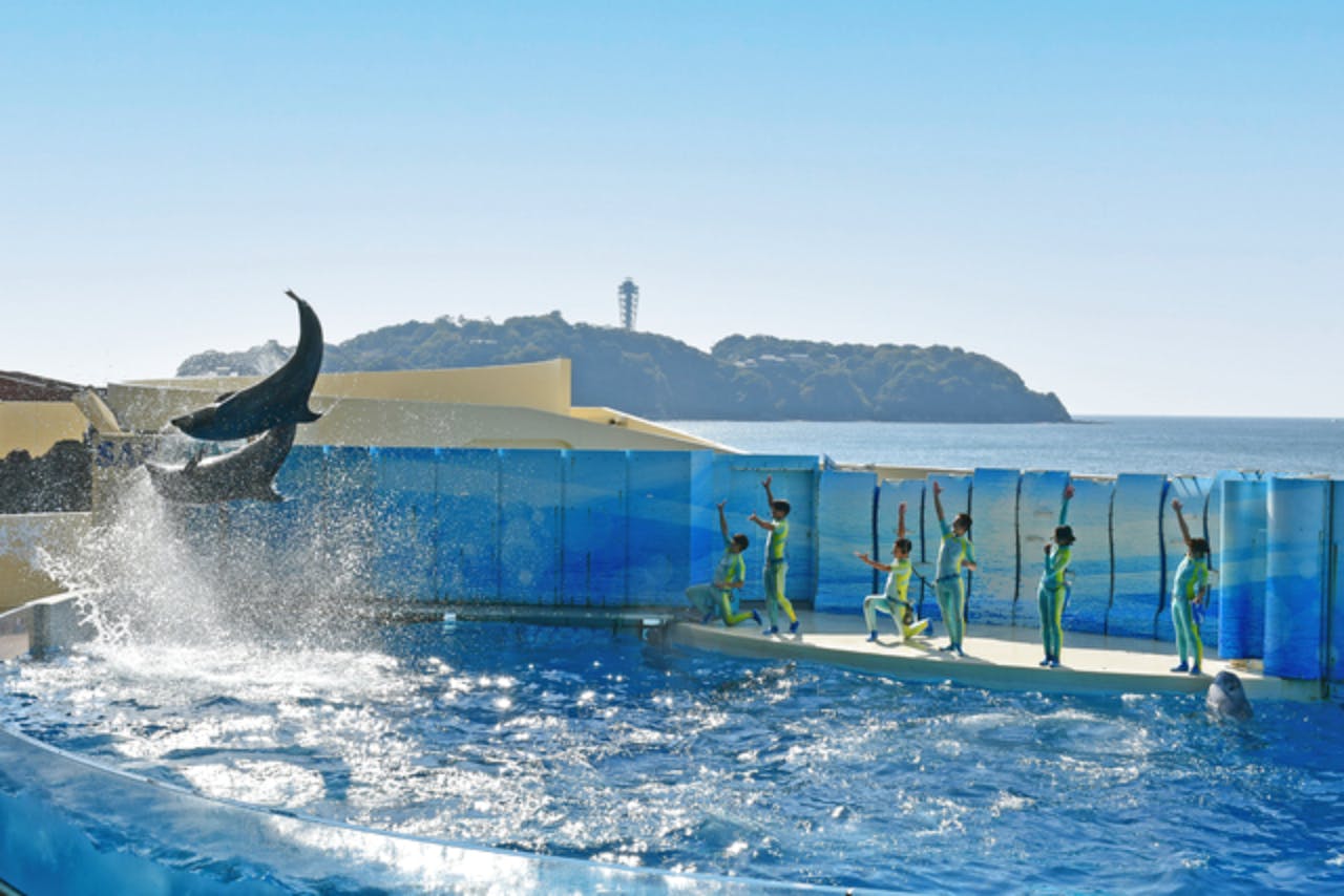 3/31までえのすい学割！】新江ノ島水族館 WEBチケット - 新江ノ島水族館