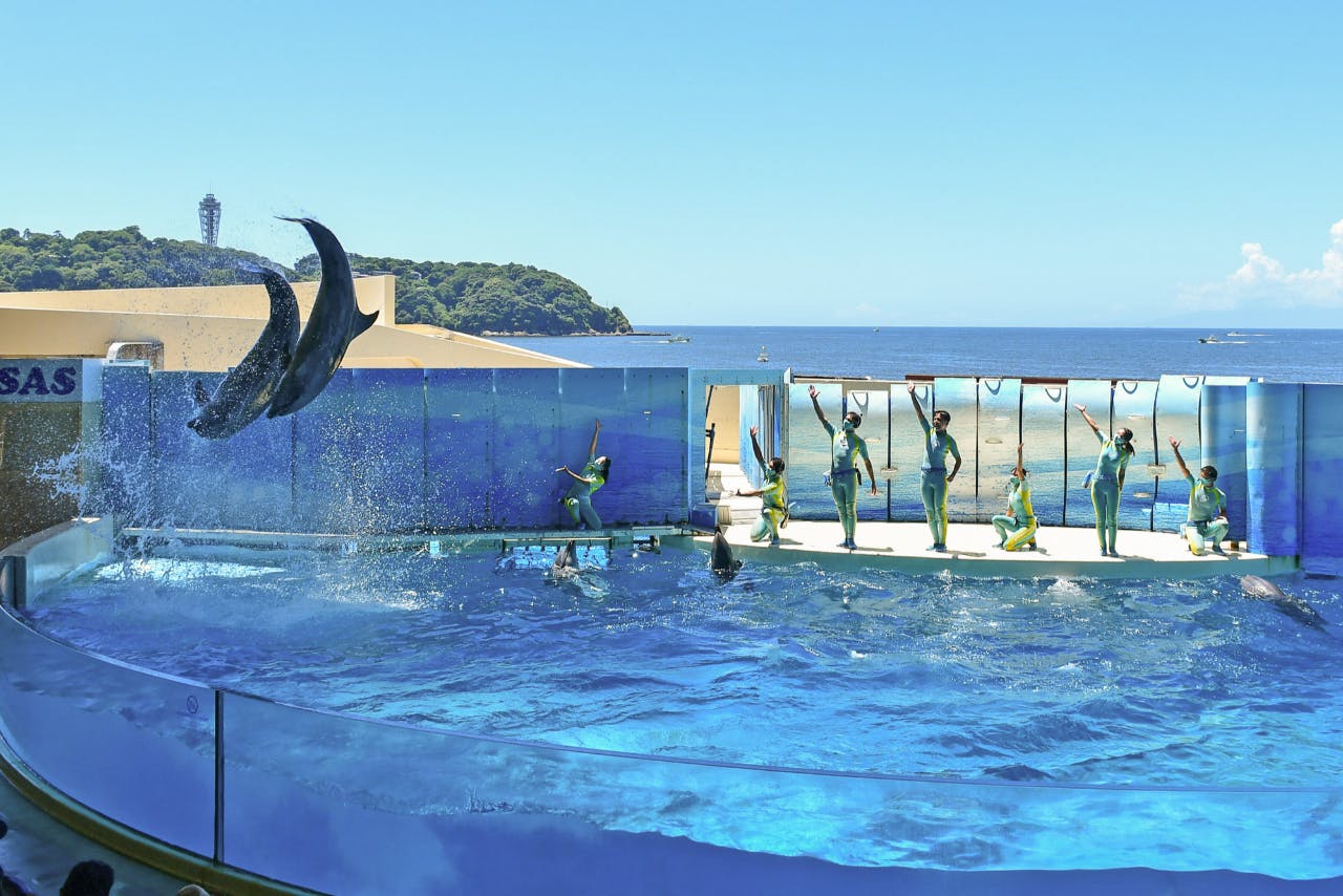 新江ノ島水族館限定ソフビ ゴジラ CCPミドルサイズシリーズ - 新江ノ島