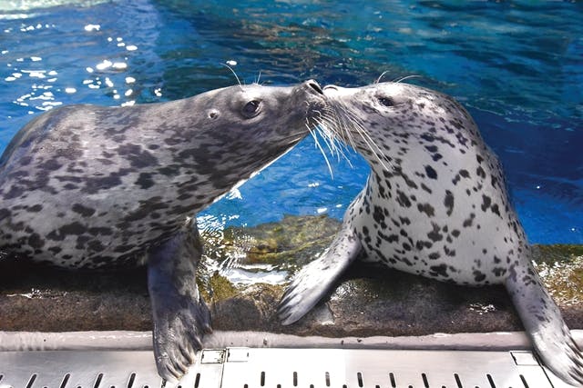 新江ノ島水族館 入場チケット 2名分 - 水族館