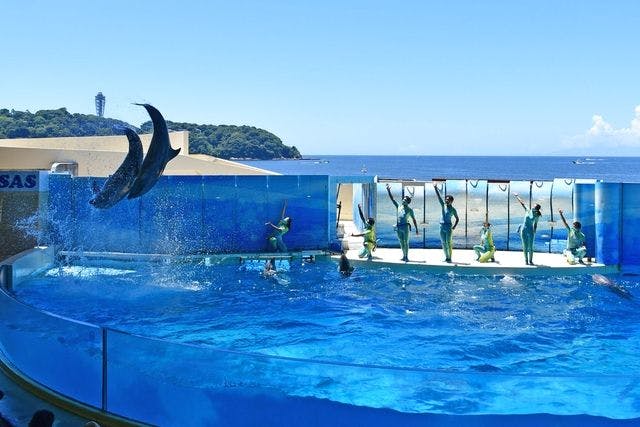 新江ノ島水族館 入場券 大人1名＋中・小学生1名＋幼児1名 - 水族館