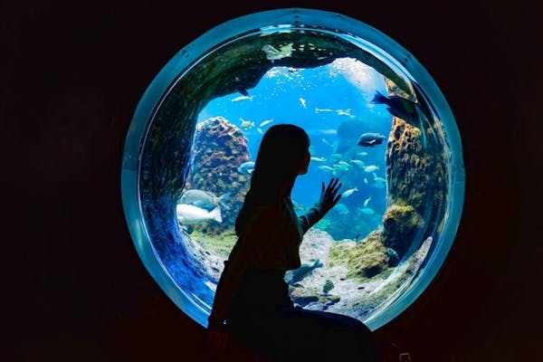 窓口で引き換え】 新江ノ島水族館 年間パスポート引換券｜アソビュー！