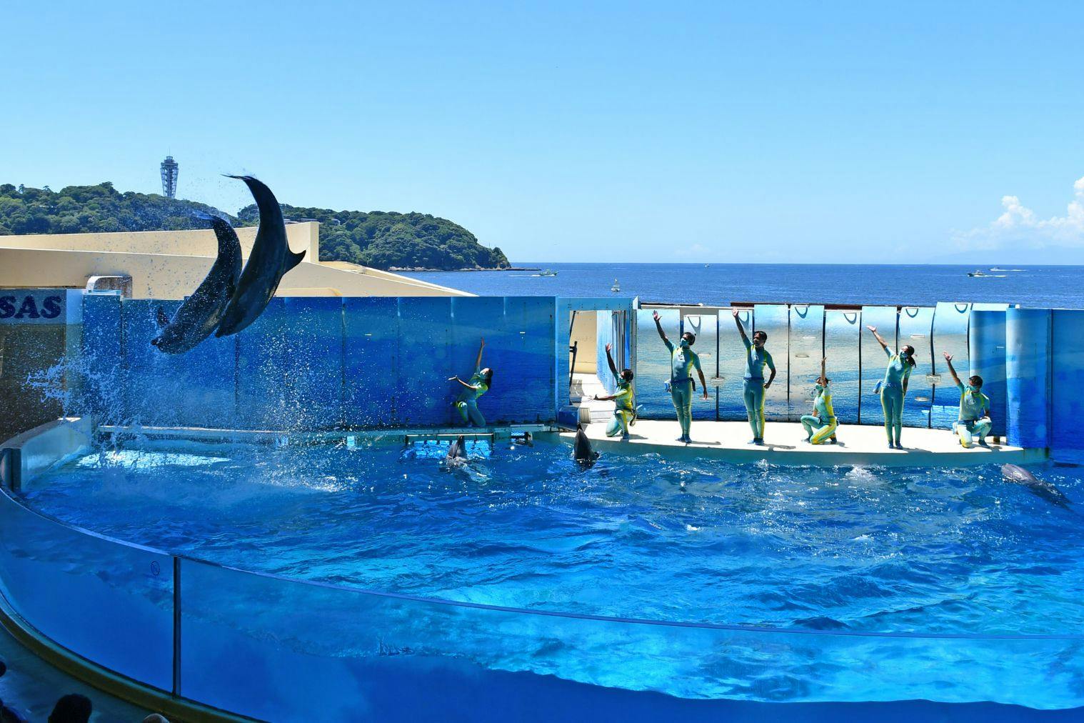 新江ノ島水族館チケット - 水族館