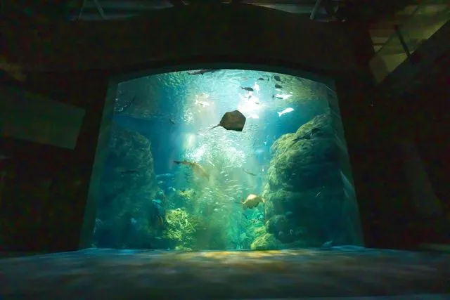 1/31(土)】閉館後のえのすいを貸切☆DarkAquarium-ダークアクアリウム