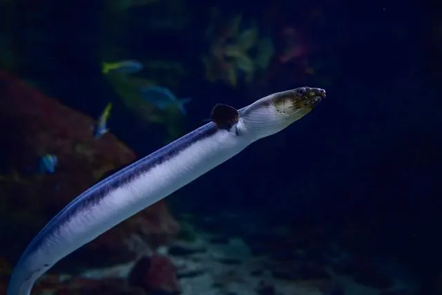 1/31(土)】閉館後のえのすいを貸切☆DarkAquarium-ダークアクアリウム