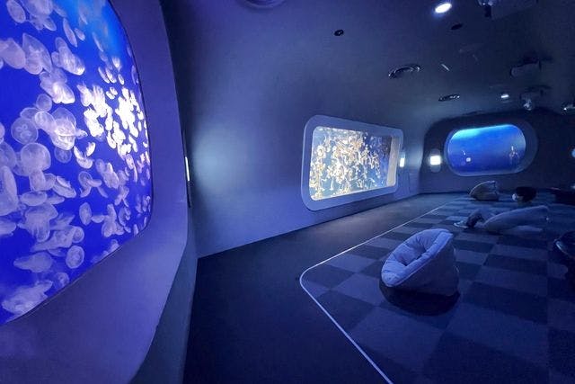 6月28日(土) 開催】おひとり限定サイレントアクアリウム - 新江ノ島水族館