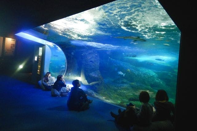 6月28日(土) 開催】おひとり限定サイレントアクアリウム - 新江ノ島水族館