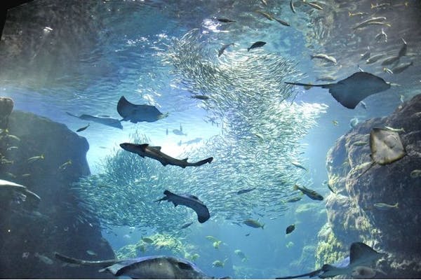 ツマグロ 新江ノ島水族館への誘い ツマグロ 新江ノ島水族館への誘い