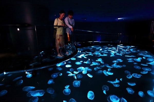 すみだ水族館 日時指定チケット 各回の入場開始時間は混雑が予想されます アソビュー