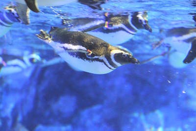 すみだ水族館 日時指定チケット 各回の入場開始時間は混雑が予想されます アソビュー