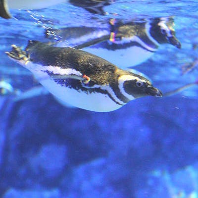 すみだ水族館 日時指定チケット 各回の入場開始時間は混雑が予想されます アソビュー すみだ水族館 日時指定チケット 各回の入場開始時間は混雑が予想されます アソビュー