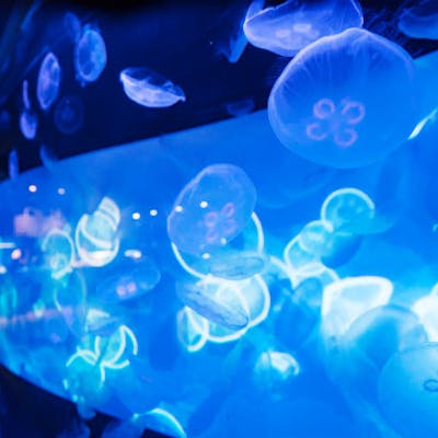 すみだ水族館 日時指定チケット 各回の入場開始時間は混雑が予想されます アソビュー すみだ水族館 日時指定チケット 各回の入場開始時間は混雑が予想されます アソビュー