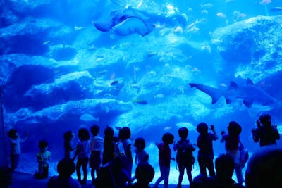 すみだ水族館 日時指定チケット 各回の入場開始時間は混雑が予想されます アソビュー