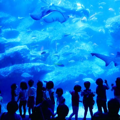 すみだ水族館 日時指定チケット 各回の入場開始時間は混雑が予想されます アソビュー すみだ水族館 日時指定チケット 各回の入場開始時間は混雑が予想されます アソビュー