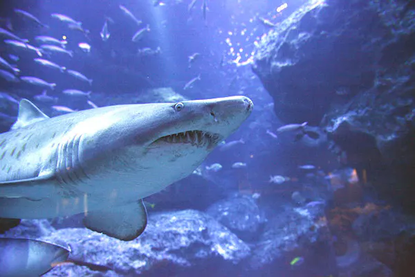 すみだ水族館 日時指定チケット 各回の入場開始時間は混雑が予想されます アソビュー